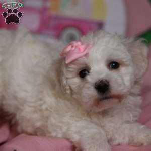 Gracie, Bichon Frise Puppy